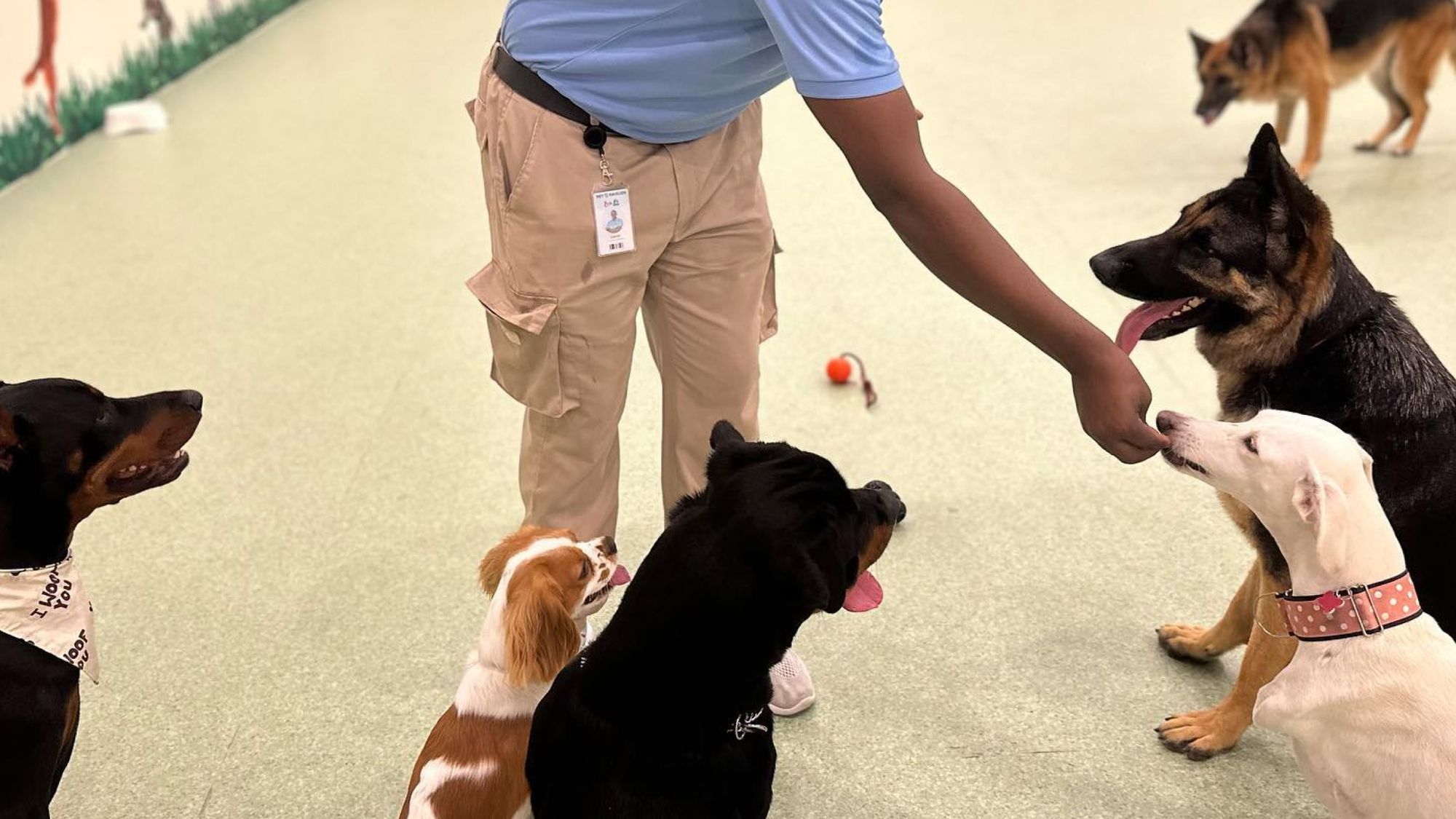 Pet Pavilion Your Trusted Dog Daycare with CageFree Environment